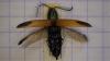 Ctenicera virens